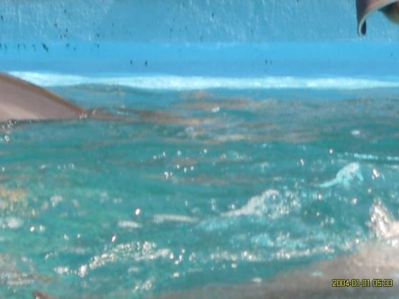 S5300118.jpg