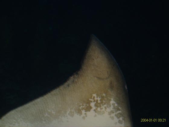 S5300175.jpg