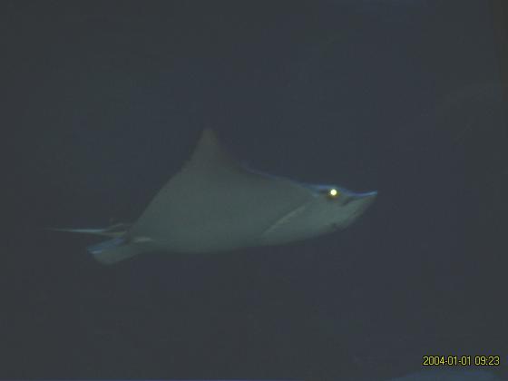 S5300177.jpg