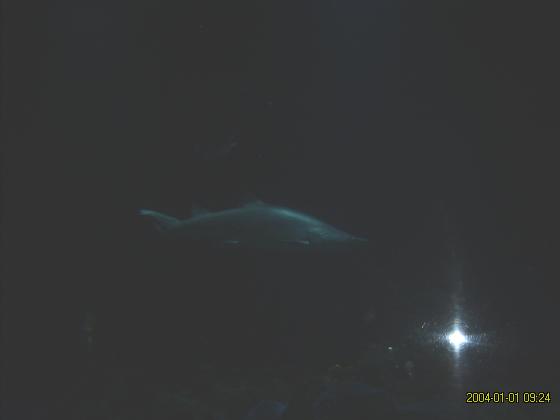 S5300179.jpg