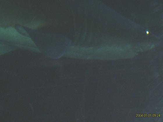 S5300180.jpg