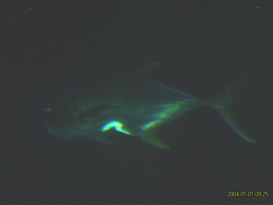 S5300181.jpg