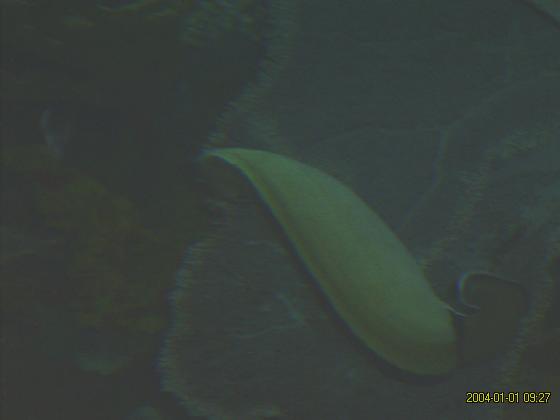 S5300186.jpg